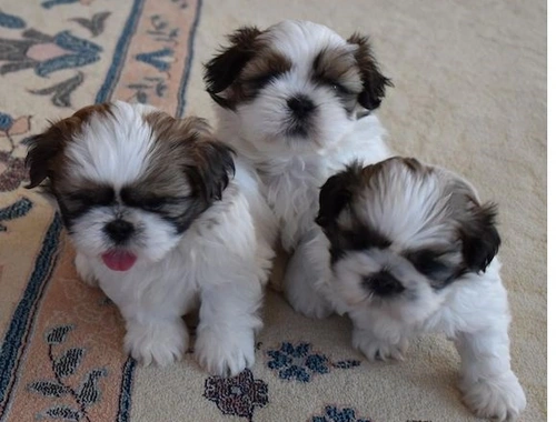 Shih Tzu--W