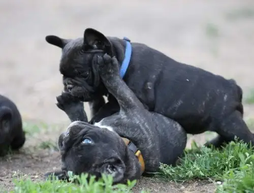 Französische Bulldoggen Welpen.,