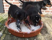 Wunderschöne Dobermann Welpen