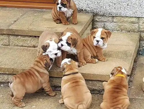 Englische Bulldogge Welpen-KOSTENLOS