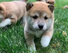 Shiba Inu welpen suchen neues Zuhause m w