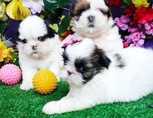 Wunderschöne Shih Tzu Welpen m w