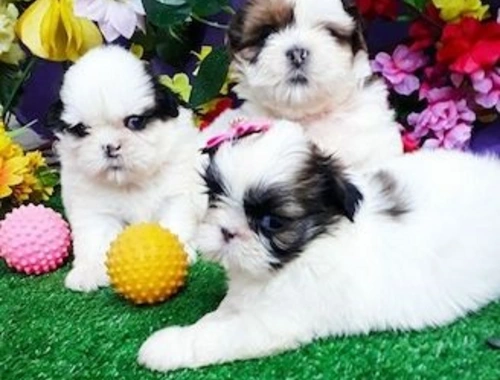 Wunderschöne Shih Tzu Welpen m w