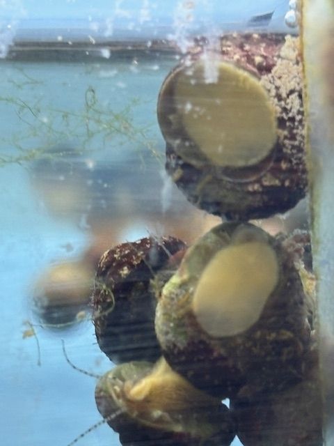 10 Meerwasser Algenschnecken 25,00 €