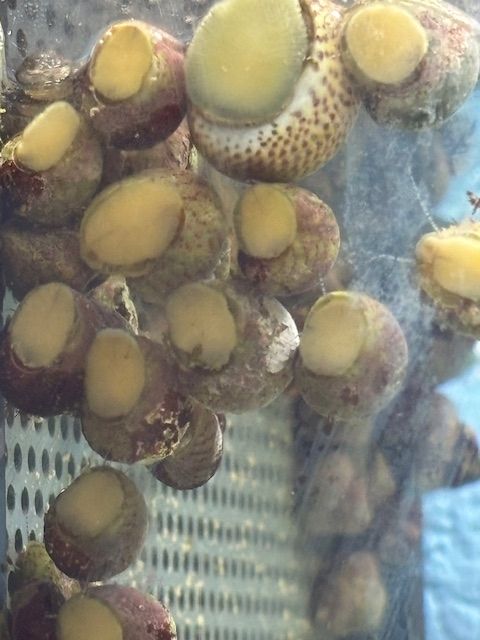 10 Meerwasser Algenschnecken 25,00 €