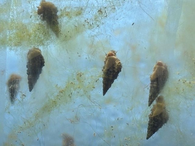 10 Meerwasser Nadelschnecken 25,00 €