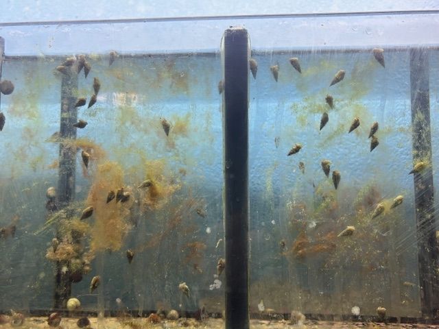 10 Meerwasser Nadelschnecken 25,00 €