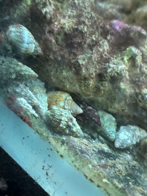 10 Meerwasser Einsiedlerkrebse 25,00 €