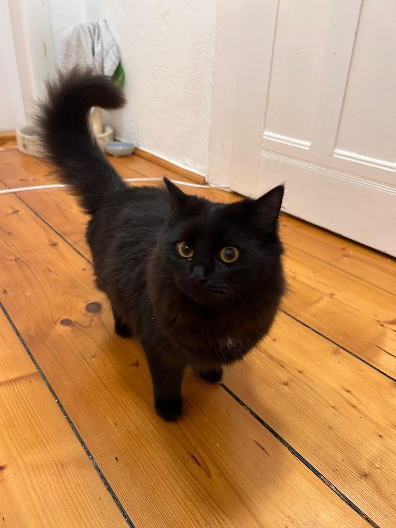 Luna und Mogli suchen ein neues Zuhause