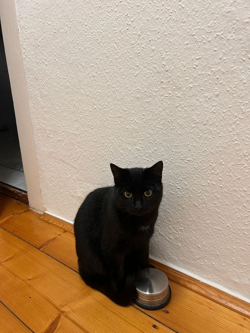 Luna und Mogli suchen ein neues Zuhause