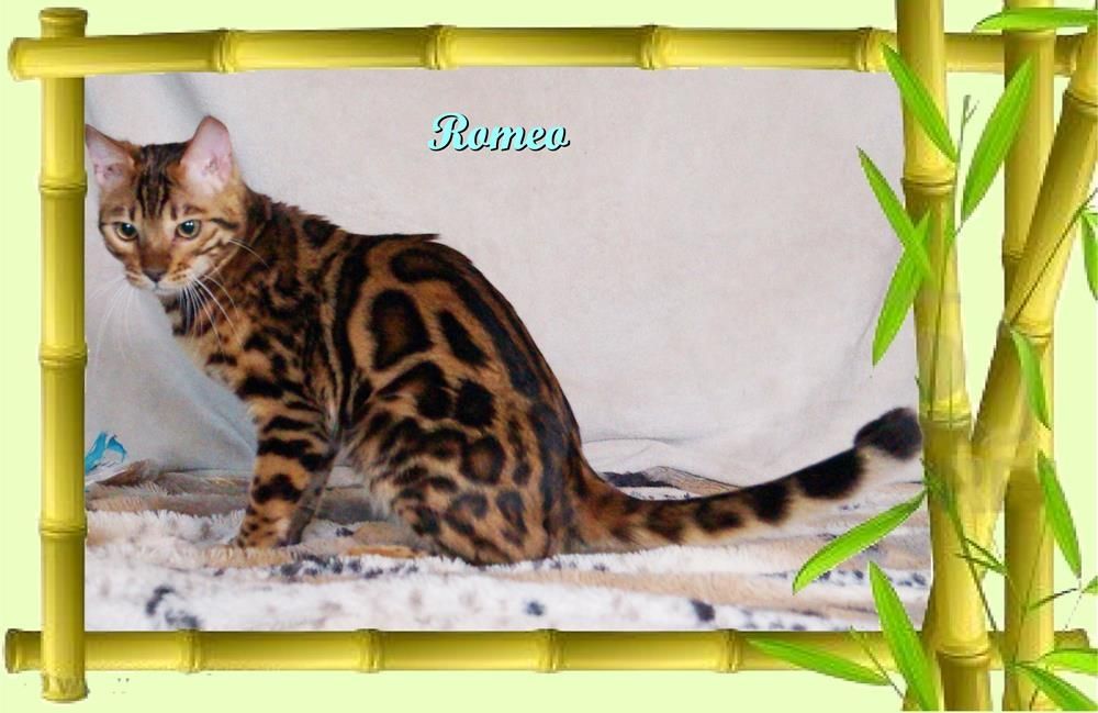 Romeo, wunderschöner, exklusiver unkastrierter Bengal Kater, ein wahrer Eyecatcher!