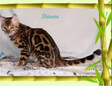 Romeo, wunderschöner, exklusiver unkastrierter Bengal Kater, ein wahrer Eyecatcher!