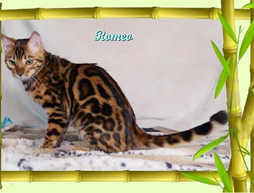 Romeo, wunderschöner, exklusiver unkastrierter Bengal Kater, ein wahrer Eyecatcher!