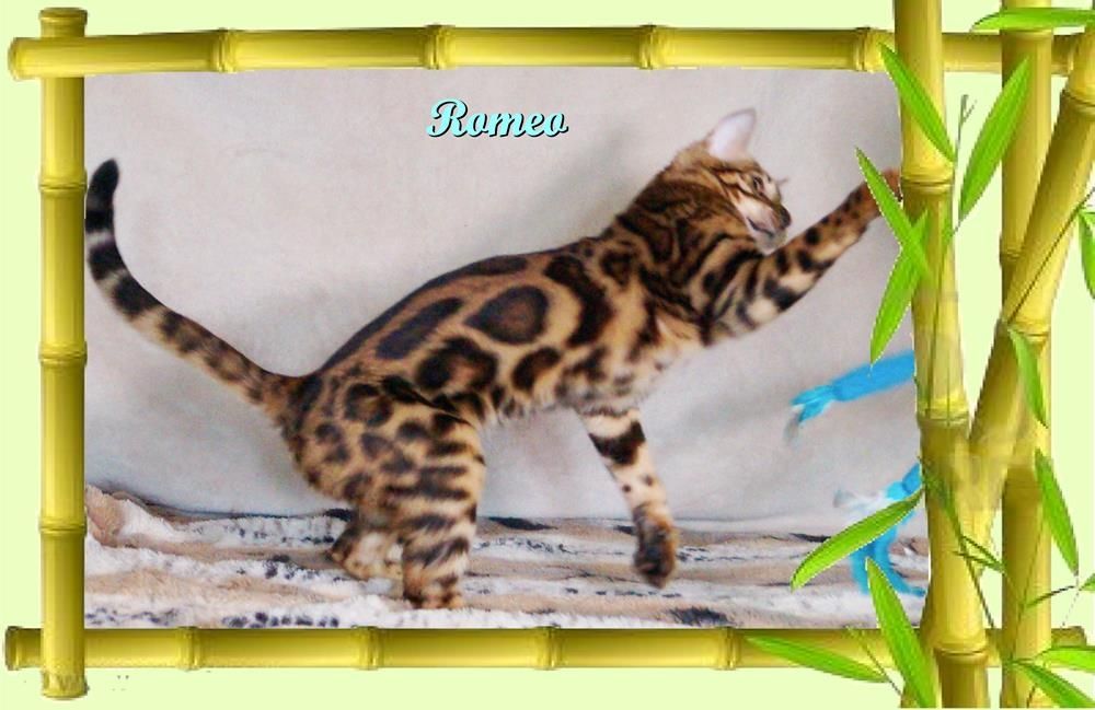 Romeo, wunderschöner, exklusiver unkastrierter Bengal Kater, ein wahrer Eyecatcher!
