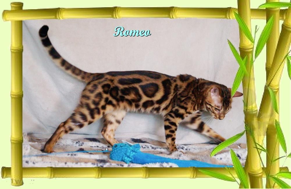 Romeo, wunderschöner, exklusiver unkastrierter Bengal Kater, ein wahrer Eyecatcher!