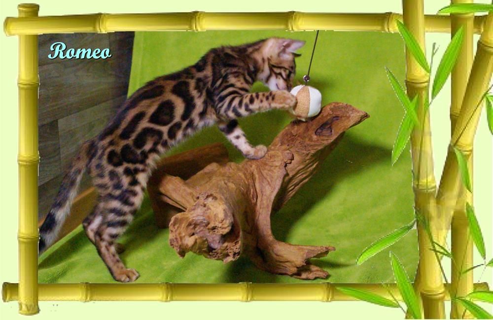 Romeo, wunderschöner, exklusiver unkastrierter Bengal Kater, ein wahrer Eyecatcher!