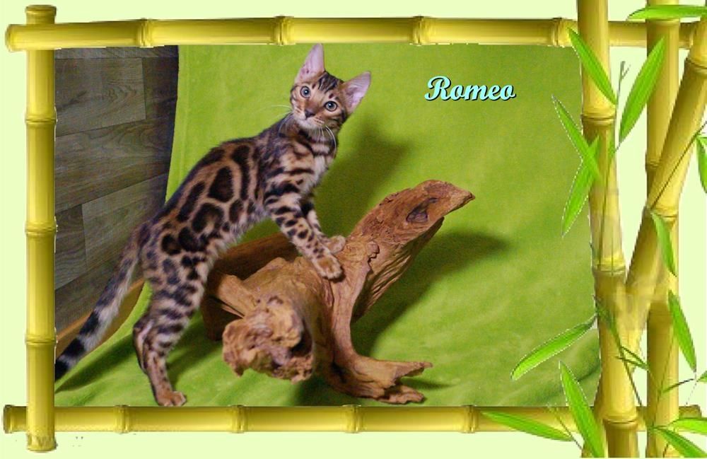 Romeo, wunderschöner, exklusiver unkastrierter Bengal Kater, ein wahrer Eyecatcher!