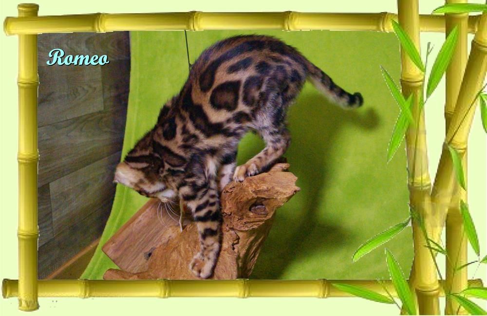 Romeo, wunderschöner, exklusiver unkastrierter Bengal Kater, ein wahrer Eyecatcher!