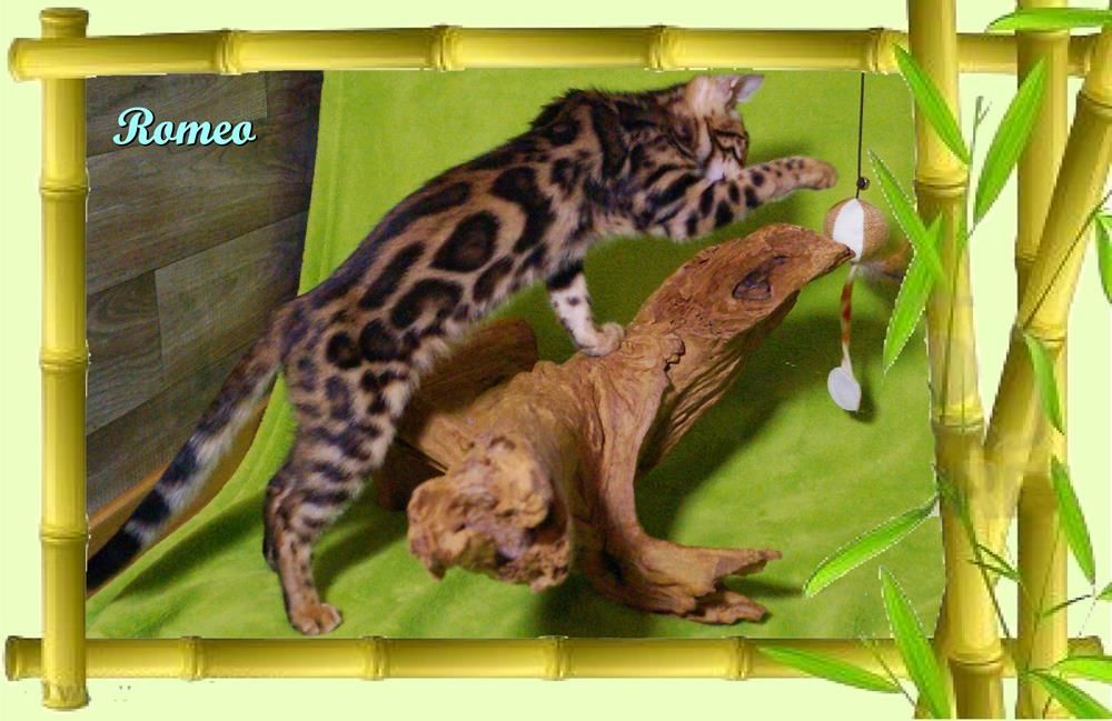 Romeo, wunderschöner, exklusiver unkastrierter Bengal Kater, ein wahrer Eyecatcher!