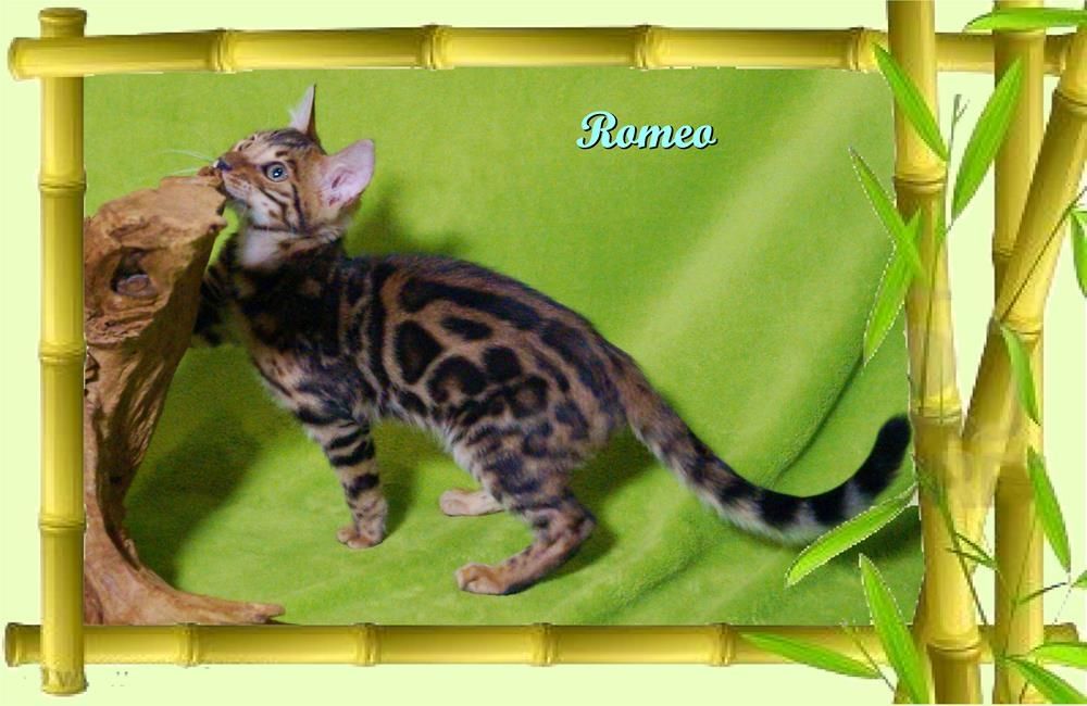 Romeo, wunderschöner, exklusiver unkastrierter Bengal Kater, ein wahrer Eyecatcher!