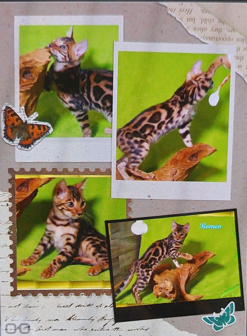 Romeo, wunderschöner, exklusiver unkastrierter Bengal Kater, ein wahrer Eyecatcher!