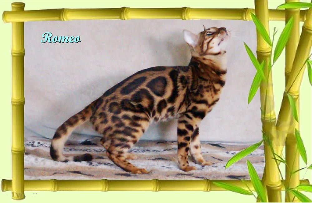 Romeo, wunderschöner, exklusiver unkastrierter Bengal Kater, ein wahrer Eyecatcher!
