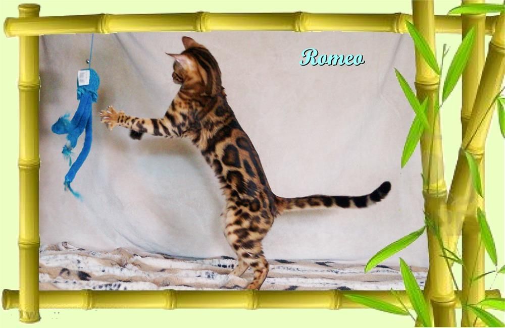 Romeo, wunderschöner, exklusiver unkastrierter Bengal Kater, ein wahrer Eyecatcher!