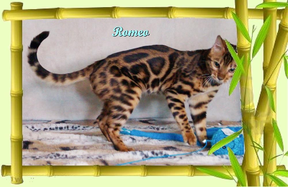 Romeo, wunderschöner, exklusiver unkastrierter Bengal Kater, ein wahrer Eyecatcher!
