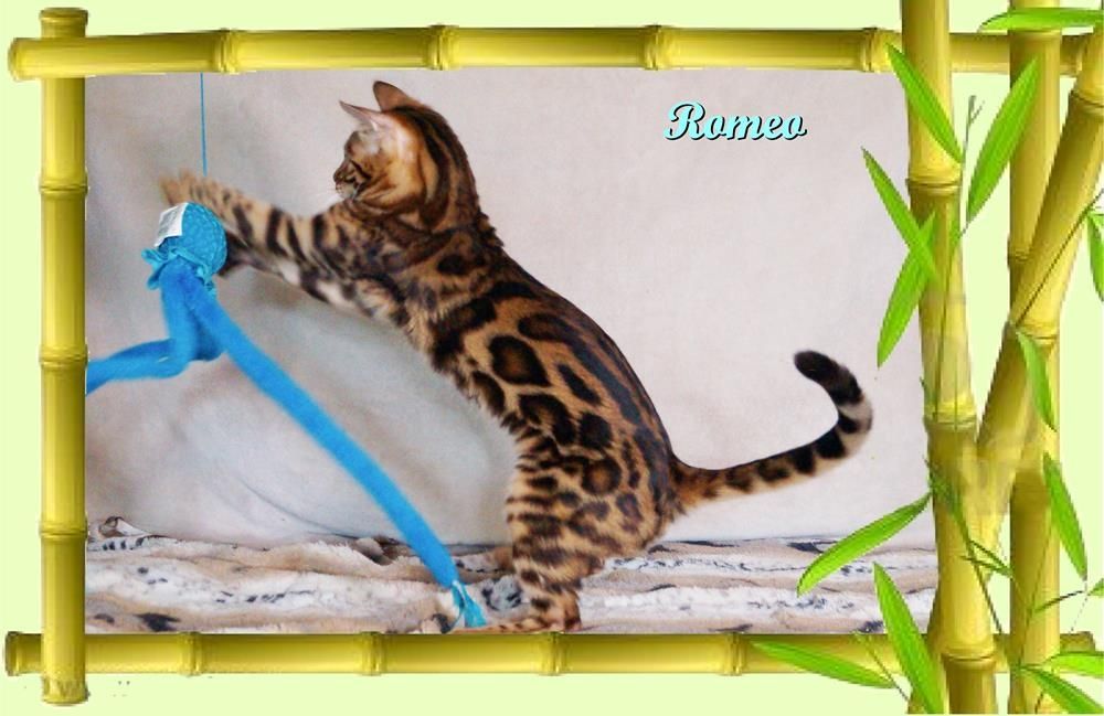 Romeo, wunderschöner, exklusiver unkastrierter Bengal Kater, ein wahrer Eyecatcher!