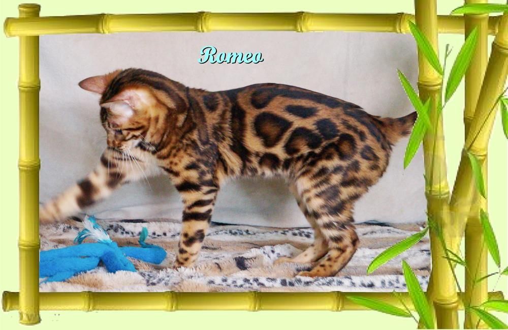 Romeo, wunderschöner, exklusiver unkastrierter Bengal Kater, ein wahrer Eyecatcher!