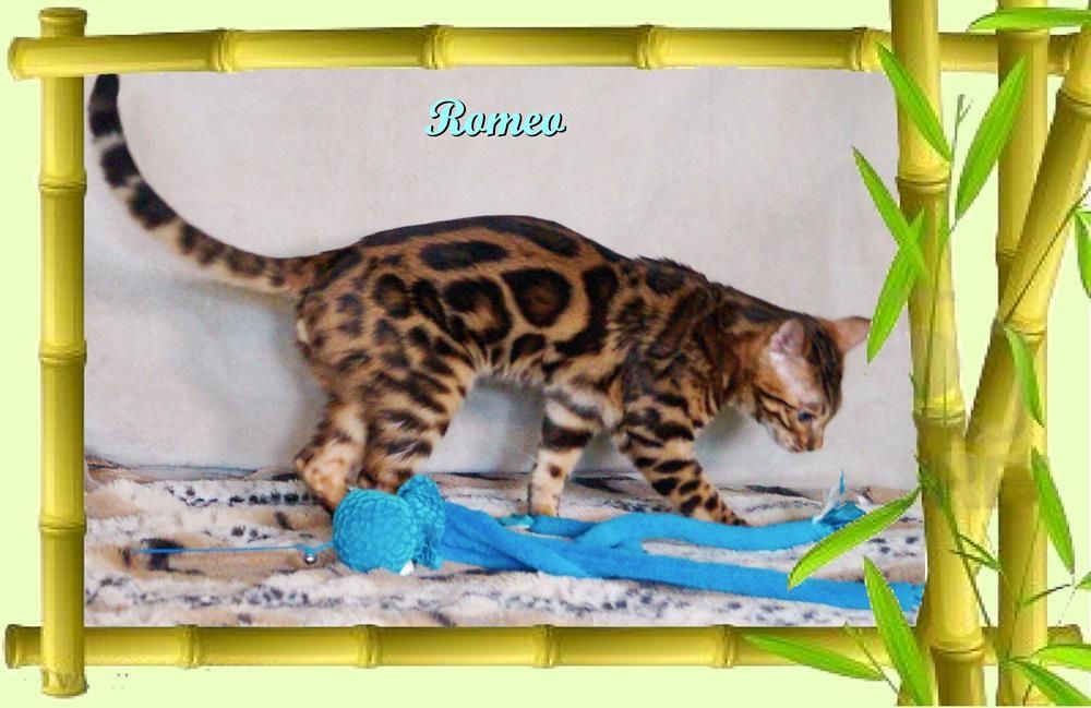 Romeo, wunderschöner, exklusiver unkastrierter Bengal Kater, ein wahrer Eyecatcher!