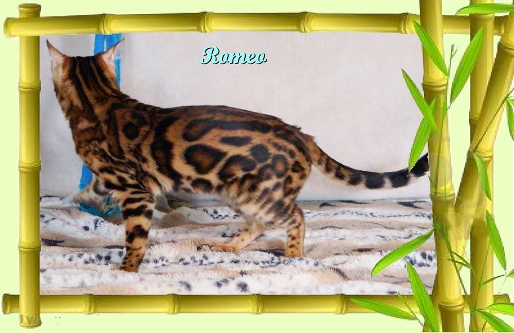 Romeo, wunderschöner, exklusiver unkastrierter Bengal Kater, ein wahrer Eyecatcher!