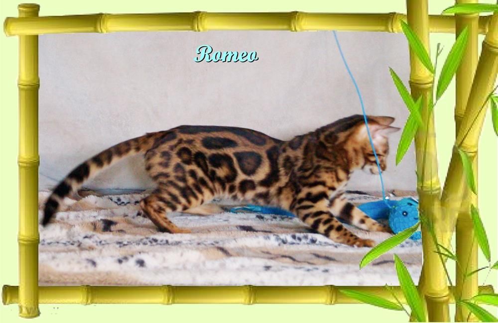 Romeo, wunderschöner, exklusiver unkastrierter Bengal Kater, ein wahrer Eyecatcher!