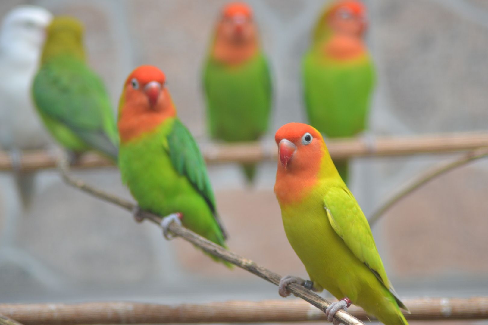Unzertrennliche Agaporniden Erdbeerenköpf  - Schwarzköpchen9