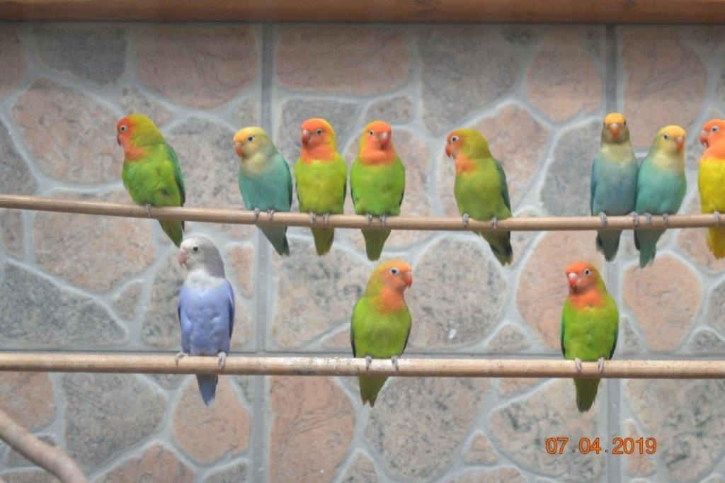 Unzertrennliche Agaporniden Erdbeerenköpf  - Schwarzköpchen9