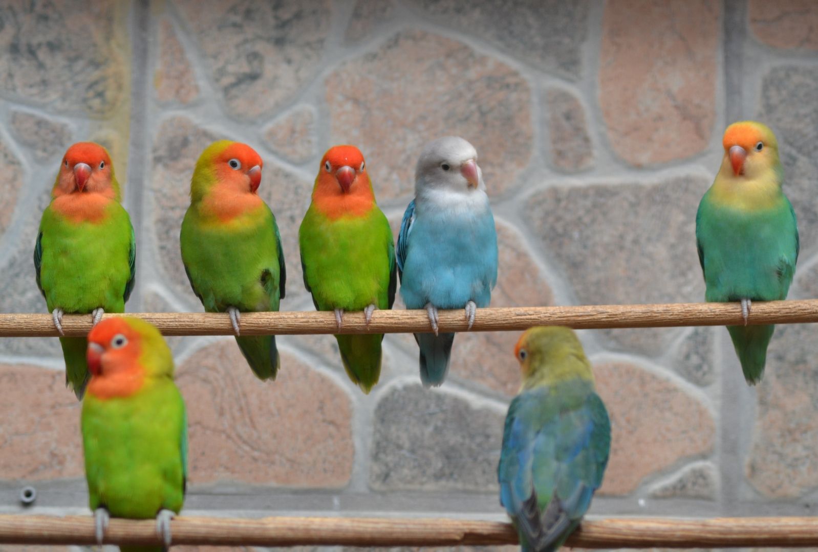 Unzertrennliche Agaporniden Erdbeerenköpf  - Schwarzköpchen9