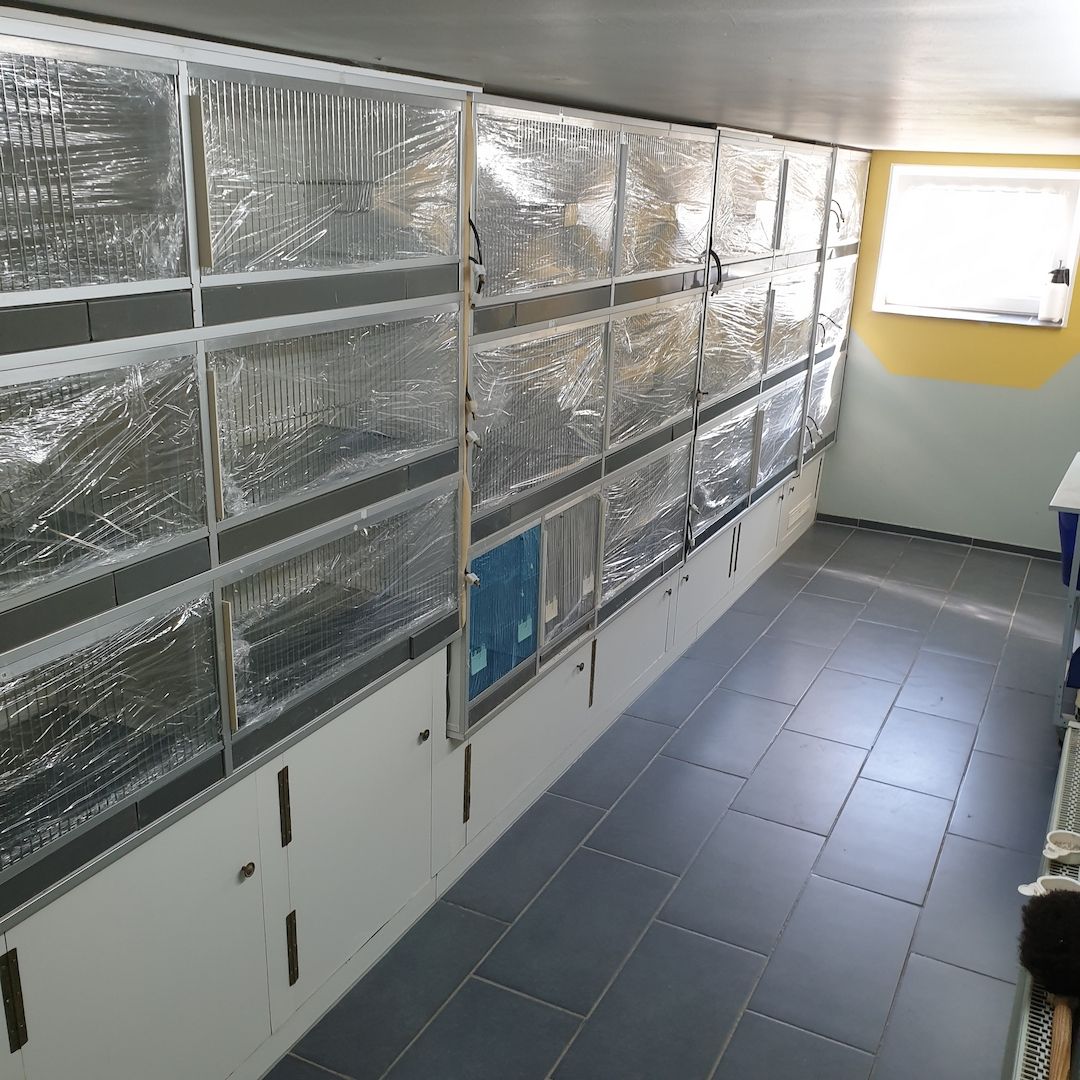 Unzertrennliche Agaporniden Erdbeerenköpf  - Schwarzköpchen9