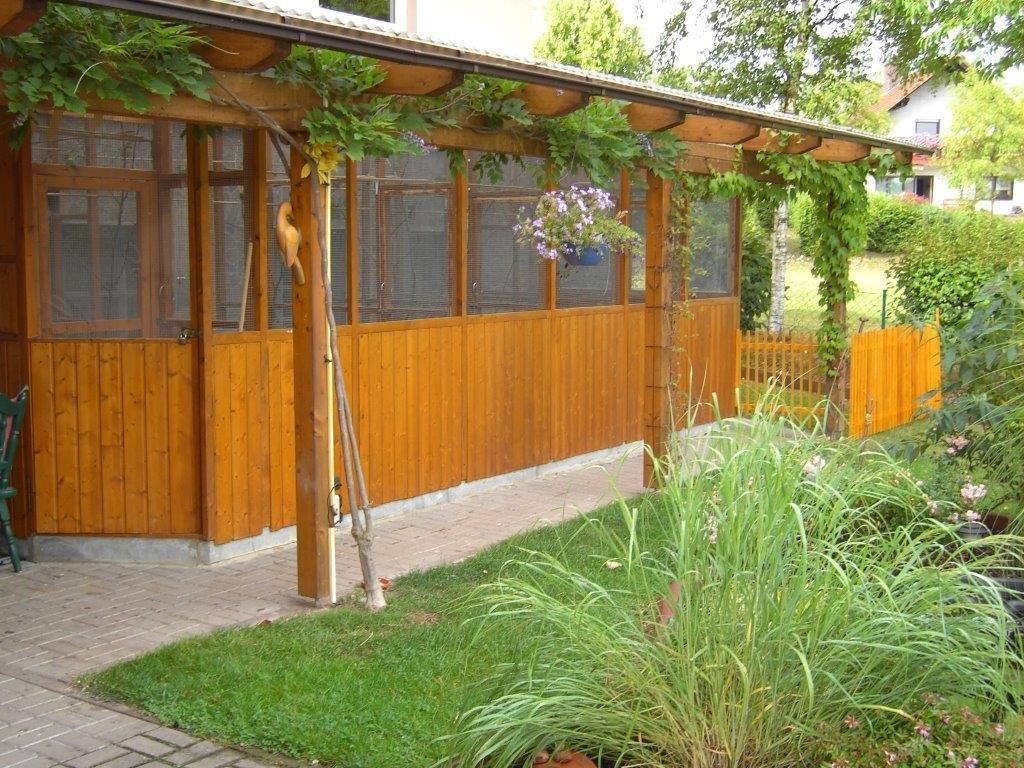 Unzertrennliche Agaporniden Erdbeerenköpf  - Schwarzköpchen9