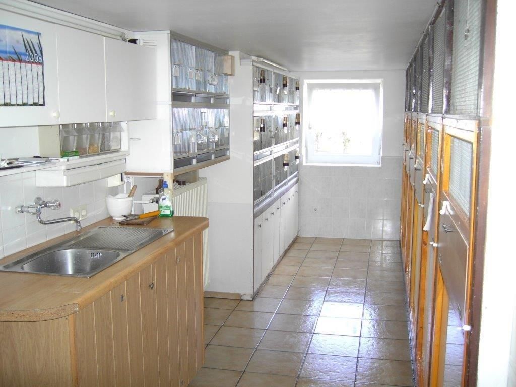 Unzertrennliche Agaporniden Erdbeerenköpf  - Schwarzköpchen9