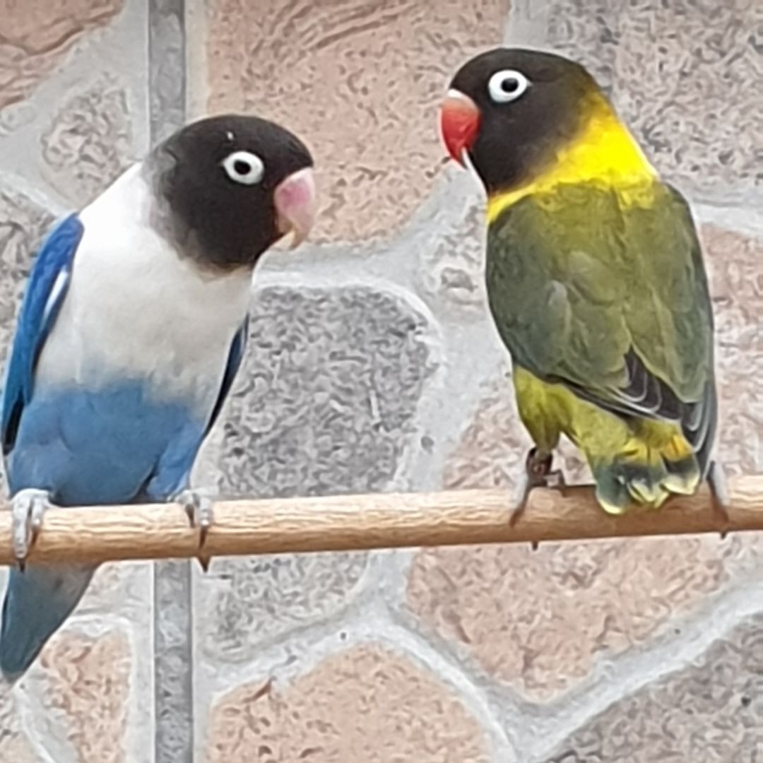 Unzertrennliche Agaporniden Erdbeerenköpf  - Schwarzköpchen9