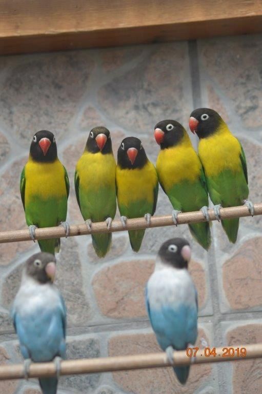 Unzertrennliche Agaporniden Erdbeerenköpf  - Schwarzköpchen9