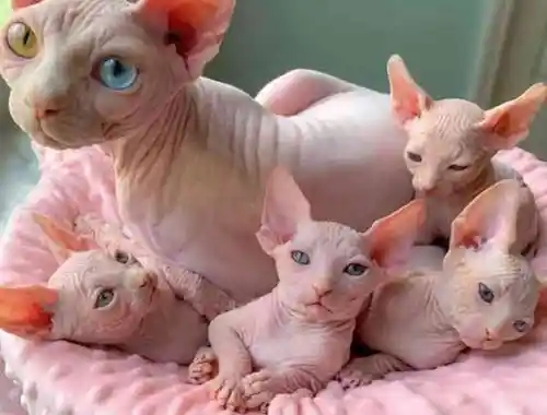 Sphynx-Kätzchen .