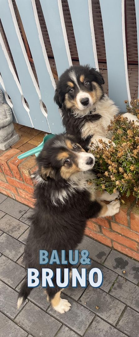 Border Collie Welpen tricolor