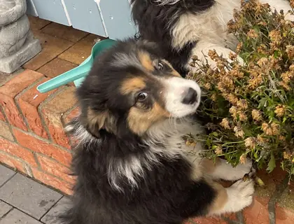 Border Collie Welpen tricolor