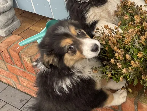 Border Collie Welpen tricolor