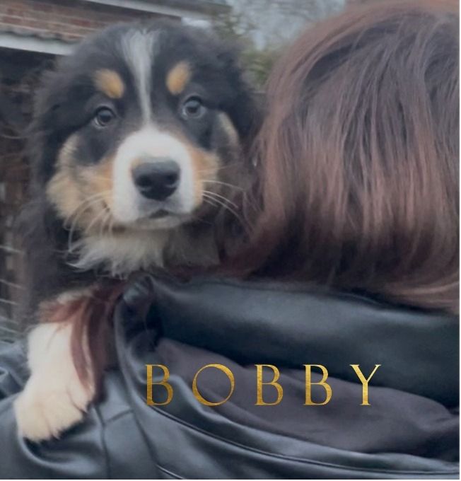 Border Collie Welpen tricolor