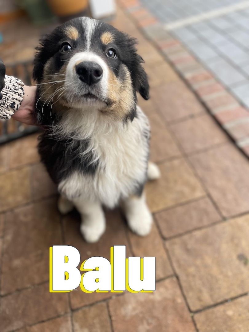 Border Collie Welpen tricolor