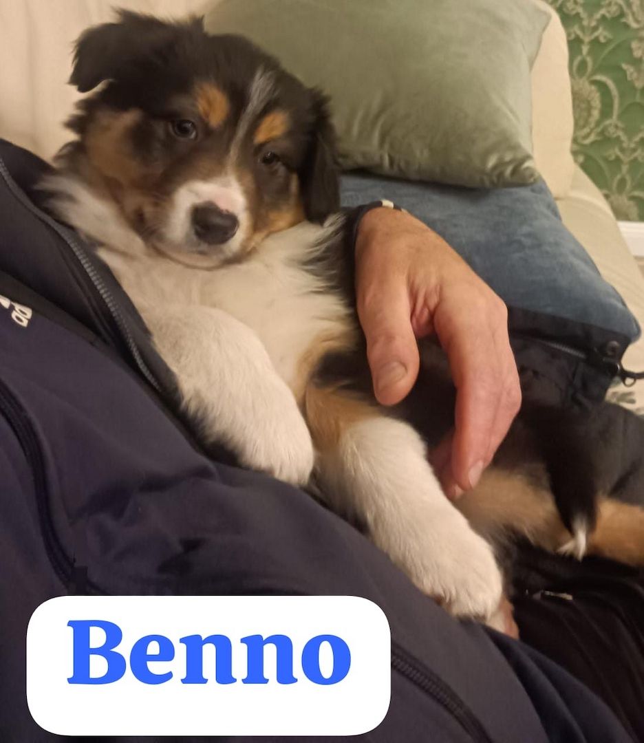 Border Collie Welpen tricolor