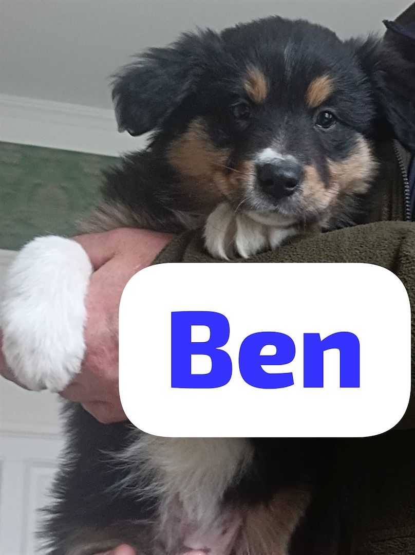 Border Collie Welpen tricolor