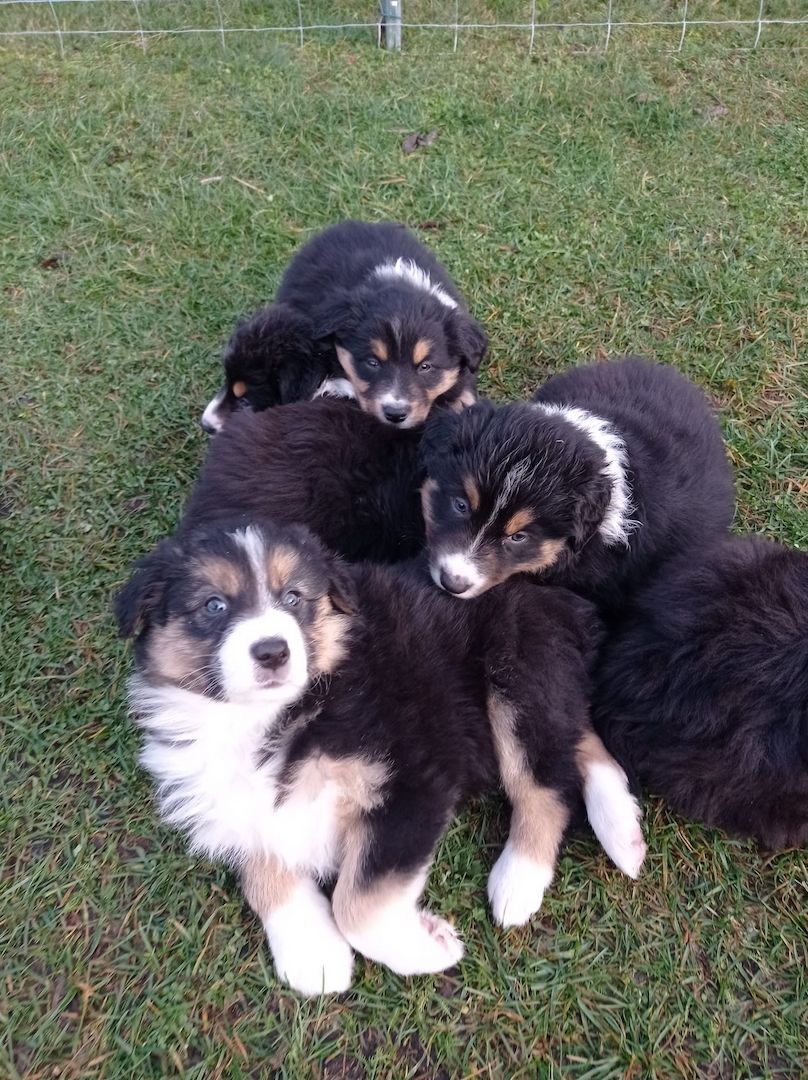 Border Collie Welpen tricolor